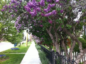 lilac-sidewalk