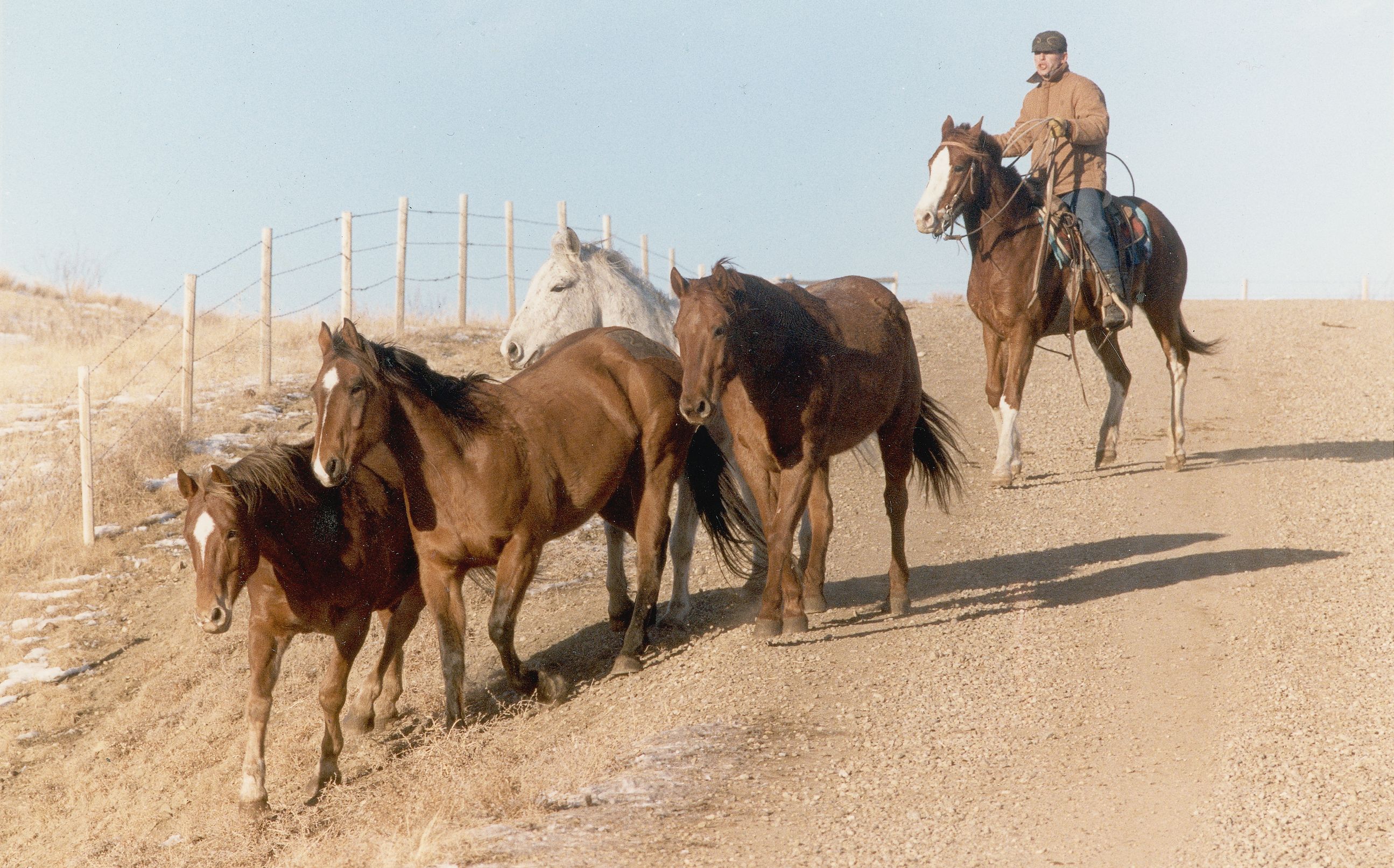 A trail ride from the Stampede Ranch at Hanna to the Stampede grounds