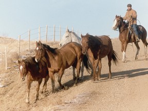 Horses from the Stampede Ranch a year after the historic Trail of '87. Herald file photo.