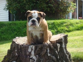 Samson, the British Bulldog pup, is one of many cool cats and dogs to feature in a New Zealand blog about the fun and frustrations of having a pet. Courtesy: Four Legs Good.