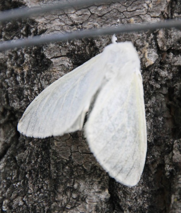 Satin Moths are Here!and it's not a Good Thing Calgary Herald