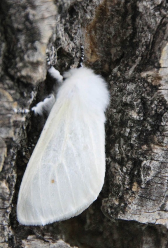 Satin Moths are Here!and it's not a Good Thing Calgary Herald