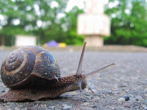 MLA Shayne Saskiw compares the pace of twinning Highway 63 with a snail. Is he being fair?