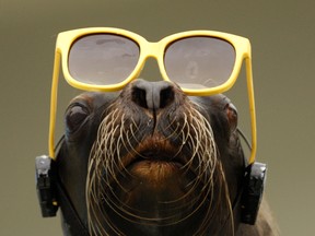 Even seals look cool in shades!  Herald file photo.