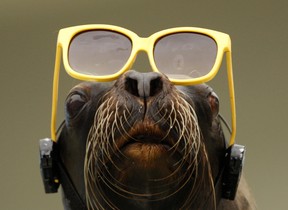 Even seals look cool in shades!  Herald file photo.
