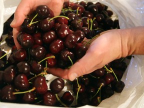 it&#039;s high season for cherries