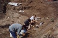 Digging for fossils is hardwork. Photo: Herald archives