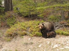 Grizzly bear No. 64 with her cubs in 2011. She'll continue to tend to the cubs until they are three or four years old. Photo by Dan Rafla, Parks Canada