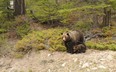 Grizzly bear No. 64 with her cubs in 2011. She'll continue to tend to the cubs until they are three or four years old. Photo by Dan Rafla, Parks Canada