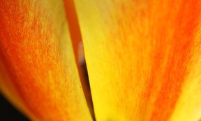 Tulips (9)