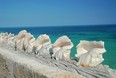 Conch shells line a wall in the Bahamas.