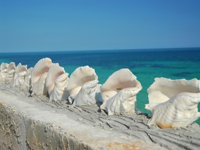 Conch shells line a wall in the Bahamas.