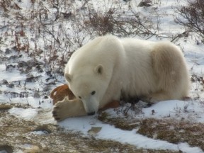 This polar bear looked like he was trying to use the boulder as a pillow - but he wasn't finding it very comfy!