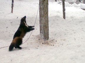 Parks Canada researchers at B.C.’s Glacier National Park captured rare images of a wolverine in the wild in 2012. Photo courtesy: Parks Canada.