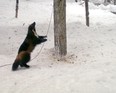 Parks Canada researchers at B.C.’s Glacier National Park captured rare images of a wolverine in the wild in 2012. Photo courtesy: Parks Canada.