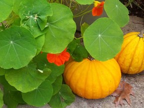 fall squash