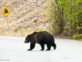 Grizzly bear No. 136, known as 'split lip' because of a cut on his lip. Photo by Dan Rafla, Parks Canada