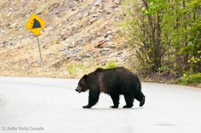 Grizzly bear No. 136, known as 'split lip' because of a cut on his lip. Photo by Dan Rafla, Parks Canada