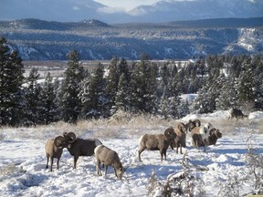 Bighorn sheep with a view across the Columbia Valley at Radium Hot Springs, B.C. Photograph by: Alan Dibb, Parks Canada