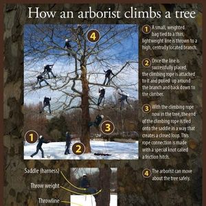 arborist climb