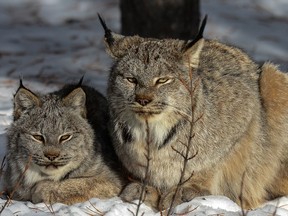 Lynx in Lake Louise