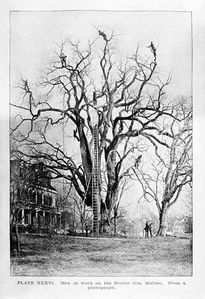 old time tree work