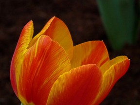 Need a happiness lift? Find an image that makes you smile, like this beautiful tulip at the Calgary Zoo.