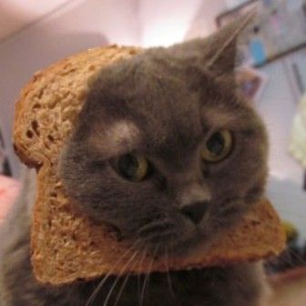 Cats and clearance bread