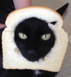 breadcat