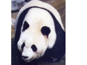 The Giant pandas on loan from the Chonguing Zoo in China thrilled Calgarians during the 1988 Olympics.
Photo: Herald file photo