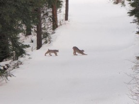 Lynx at Lake Louise