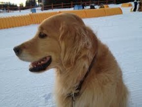 Hi I am Maverick and I am not a CARDA dog but I salute with my Big Paw the newly certified dogs of the Fernie Ski Patrol team! Bow Wow!