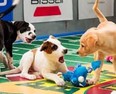 Animal Planet’s Puppy Bowl has become a huge sensation, attracting more than 10 million viewers a year. Image courtesy Animal Planet.