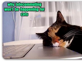 telecommuting-cats