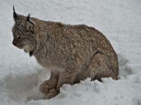 Lynx