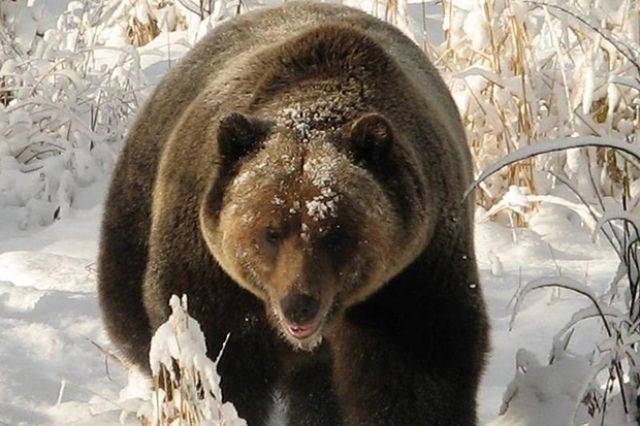 Boo The Grizzly Bear Comes Out Of His Den Calgary Herald   Boo March 2013 