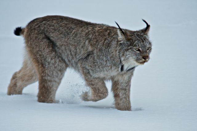 Lynx near Lake Louise get unusual prey | Calgary Herald