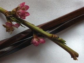 Blossom and Chopsticks - feature image