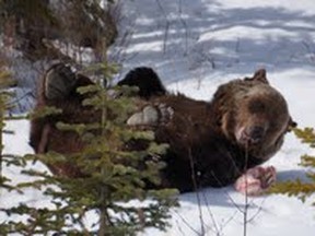 famed Grizzly Bear Boo rolls his way into Spring