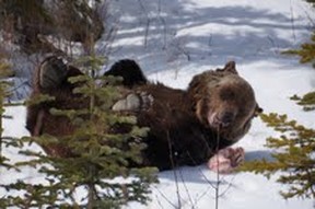 famed Grizzly Bear Boo rolls his way into Spring