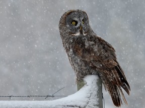 Photographed northwest of Cochrane, Alberta.