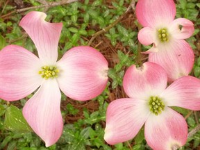 flowering dogwood