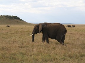 Visitors often encounter Africa wildlife on a drive to or from the Mara Serena Safari lodge in Kenya. All photos by Monica Zurowski.