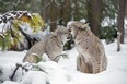 A lynx and her kitten in Banff National Park. Photo by John Marriott.