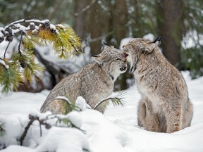 A lynx and her kitten in Banff National Park. Photo by John Marriott.