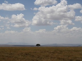 The trees of Kenya stand as symbols of growth and strength in the country. All photos by Monica Zurowski.