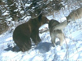 Bear vs wolves