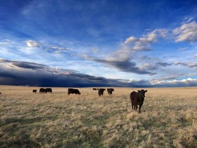 Cattle graze in a field near Cochrane, Alberta. It has been 10 years since the outbreak of BSE hit the cattle industry.
Leah Hennel/Herald