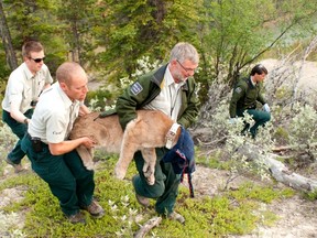 Wildlife specialists carry a cougar after immobilizing it. The cougar was one of a pair that followed some hikers near Tunnel Mountain in 2011. Photo courtesy Parks Canada.