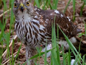 Young Cooper&#039;s Hawk with Kill